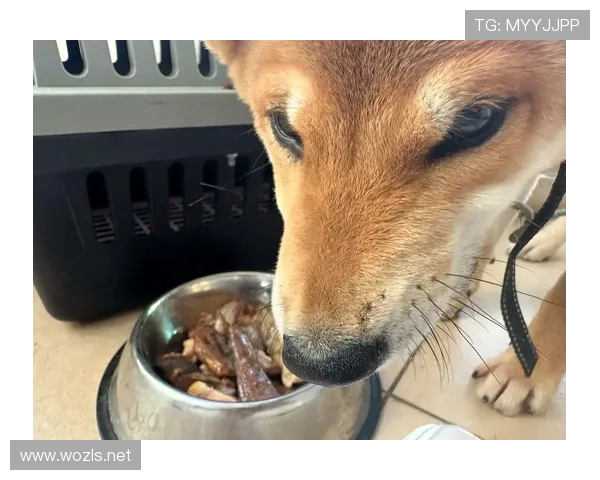 蒋圣龙家的狗吃的都比我一个月工资多